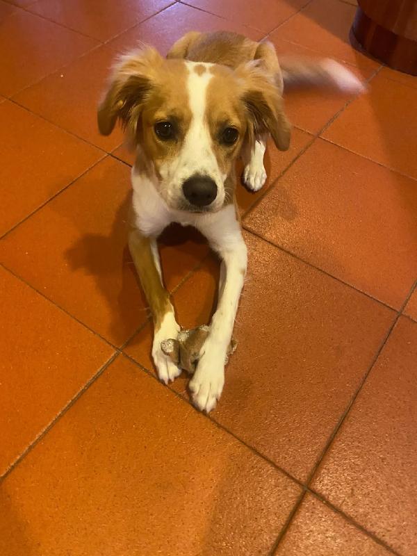 Ariel dolce cagnolina MIX BRETON 8 mesi cerca adozione  Foto 3