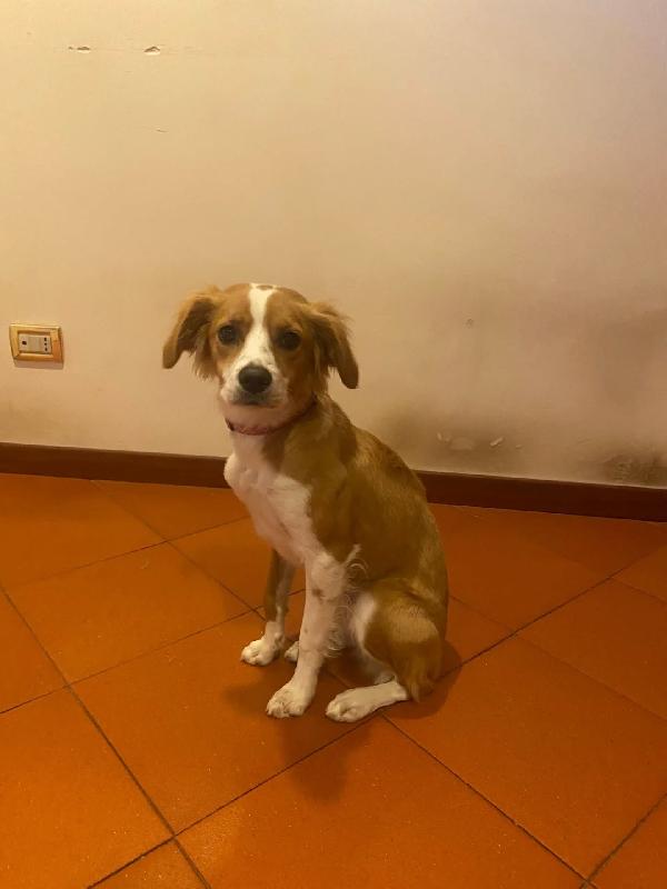 Ariel dolce cagnolina MIX BRETON 8 mesi cerca adozione  Foto 4