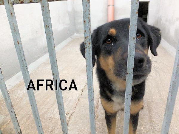 Africa Bella E Dolcissima