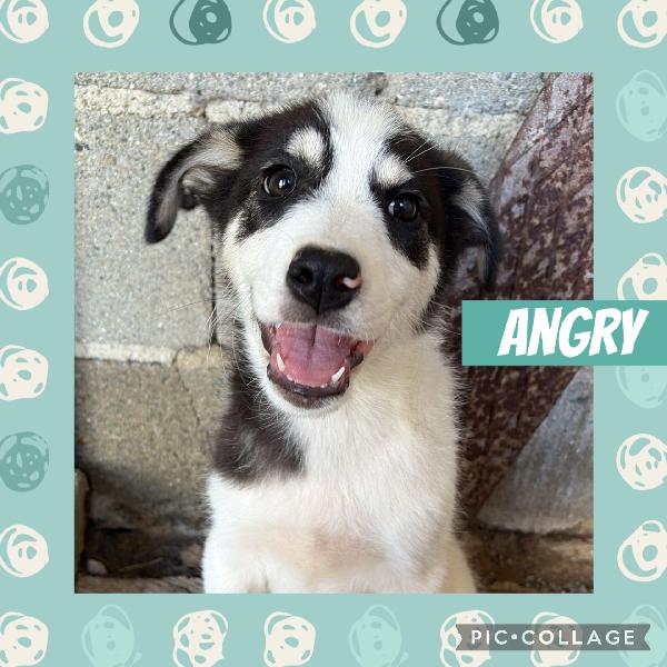 🔆🐾 Angry 🐾🔆 Dolcissimo Taglia Medio Contenuta In Adozione 
