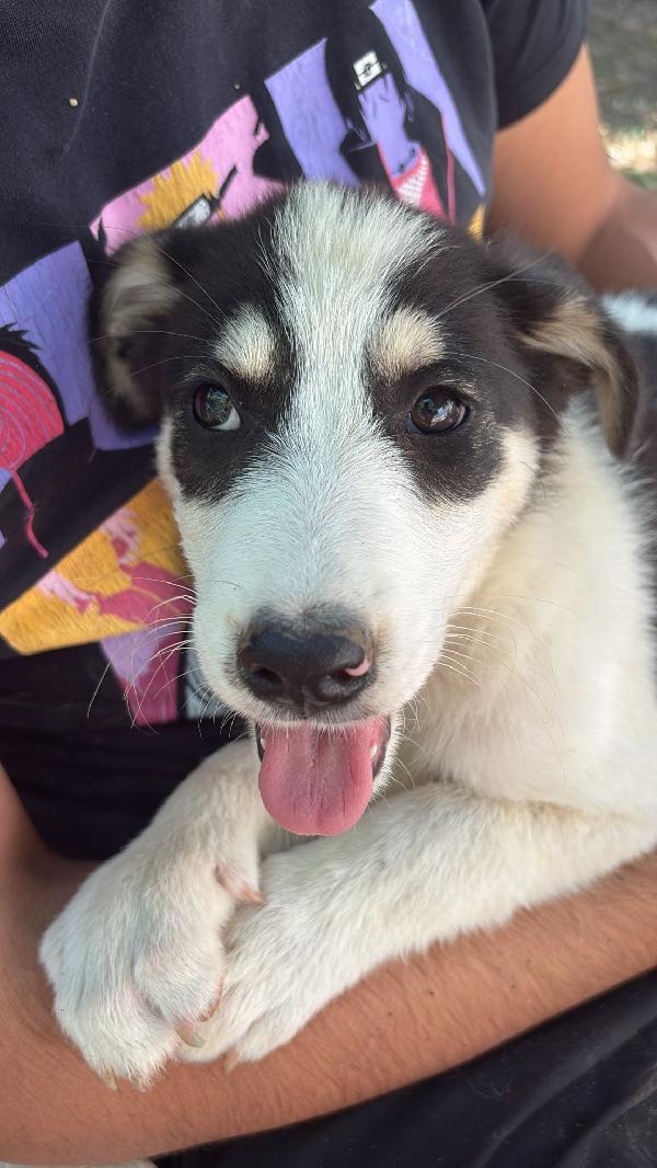 🔆🐾 angry 🐾🔆 dolcissimo taglia medio contenuta in adozione  Foto 4