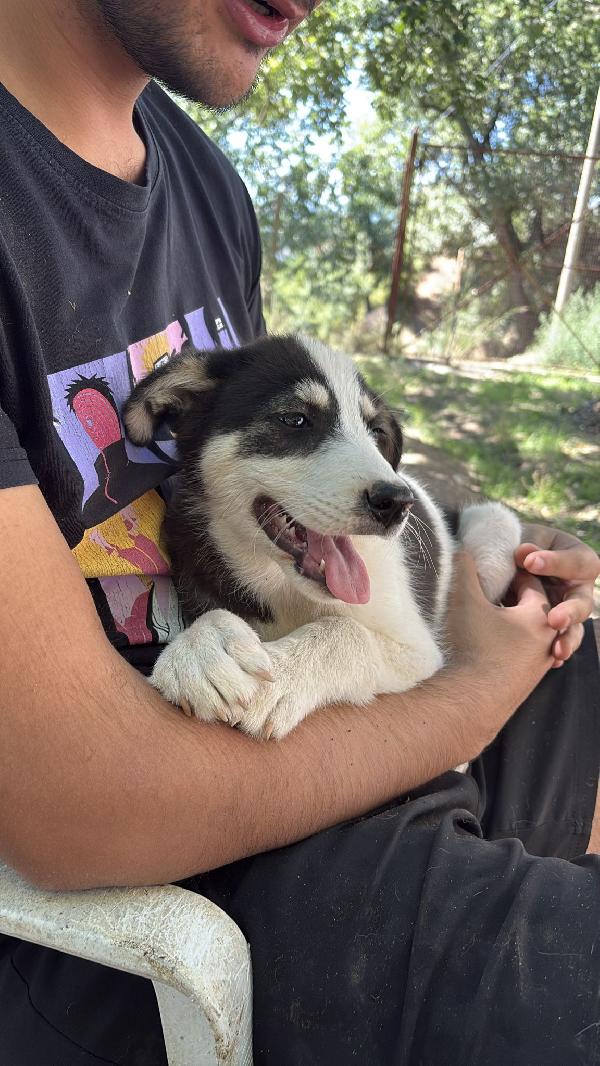 🔆🐾 angry 🐾🔆 dolcissimo taglia medio contenuta in adozione  Foto 6