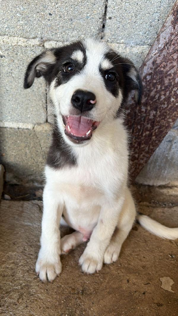 🔆🐾 angry 🐾🔆 dolcissimo taglia medio contenuta in adozione  Foto 7