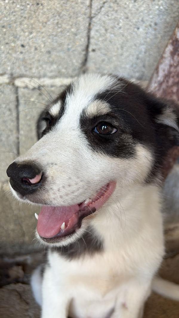 🔆🐾 angry 🐾🔆 dolcissimo taglia medio contenuta in adozione  Foto 8