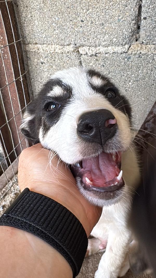 🔆🐾 angry 🐾🔆 dolcissimo taglia medio contenuta in adozione  Foto 9