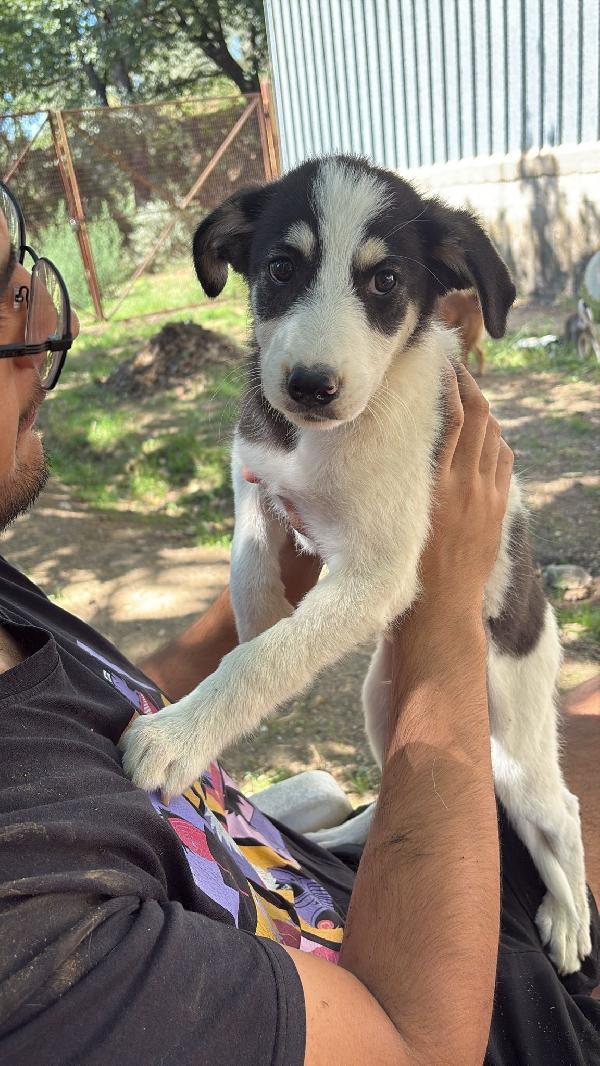 ♥️🐾 angry 🐾♥️ dolcissimo cucciolo splendido in adozione taglia medio contenuta  Foto 8