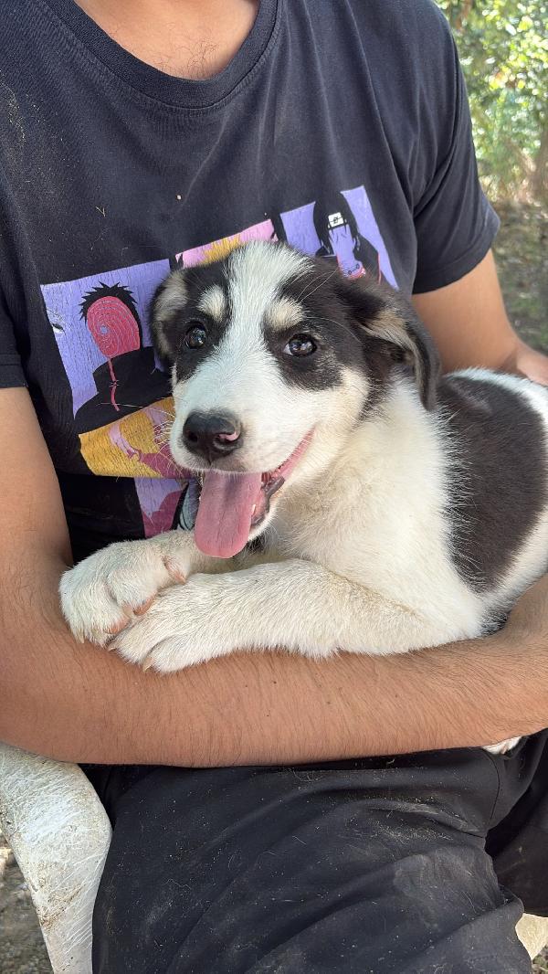 💙🐾 angry 🐾💙 stupendo cucciolo taglia medio piccola in adozione  Foto 6