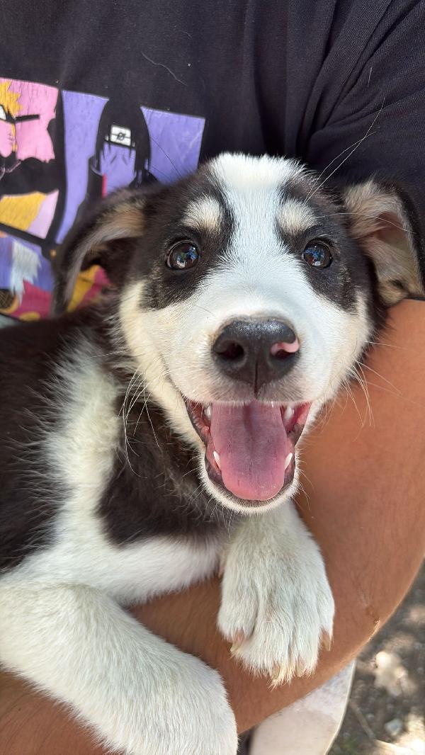 💙🐾 angry 🐾💙 stupendo cucciolo taglia medio piccola in adozione  Foto 9