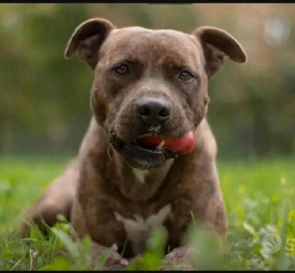 Pitbull Tigrato Adulto Dalla Cantina Al Canile.parma