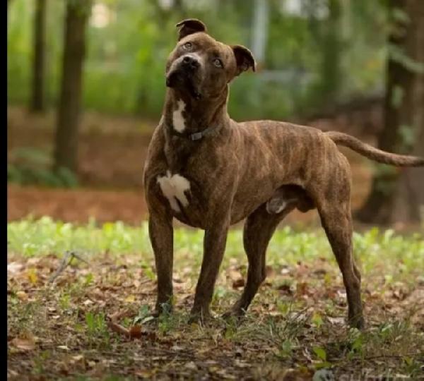 Pitbull tigrato adulto dalla cantina al canile.PARMA Foto 2