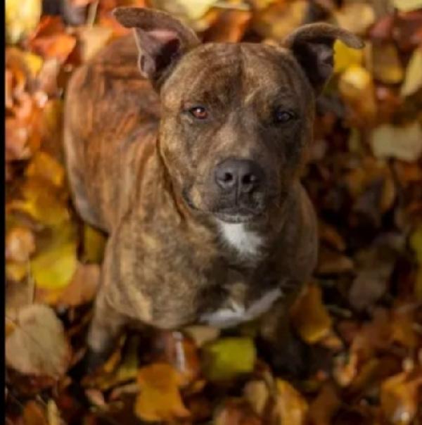 Pitbull tigrato adulto dalla cantina al canile.PARMA Foto 3