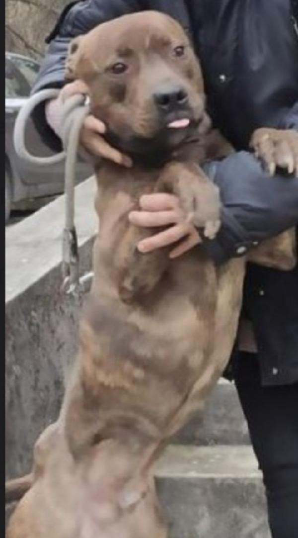 Pitbull tigrato adulto dalla cantina al canile.PARMA Foto 4