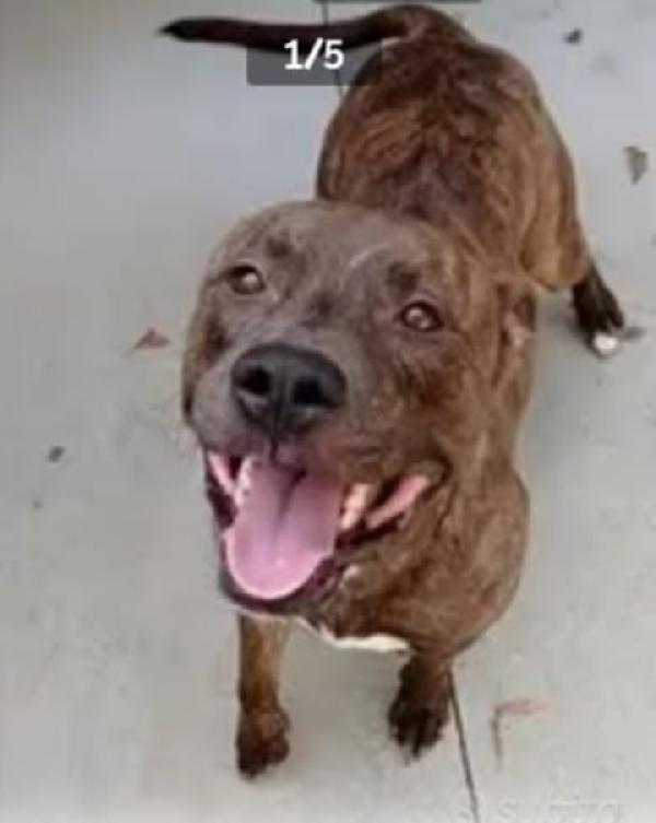 Pitbull tigrato adulto dalla cantina al canile.PARMA Foto 5