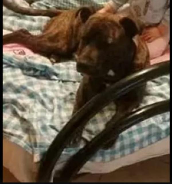 Pitbull tigrato adulto dalla cantina al canile.PARMA Foto 6
