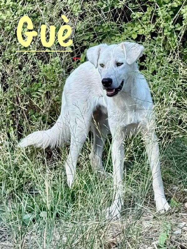 Guè 🐕🏩