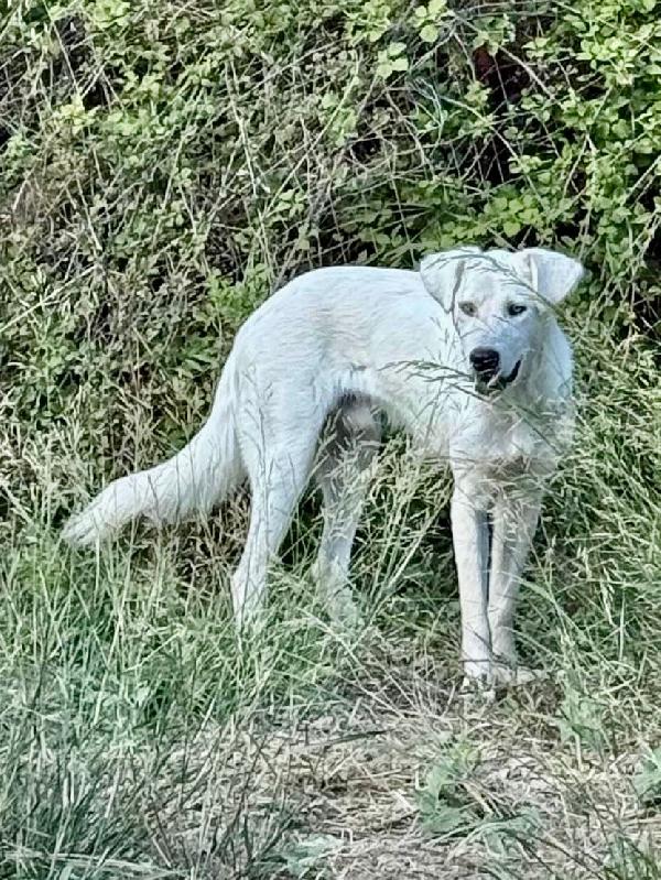 Guè 🐕🏩 Foto 2