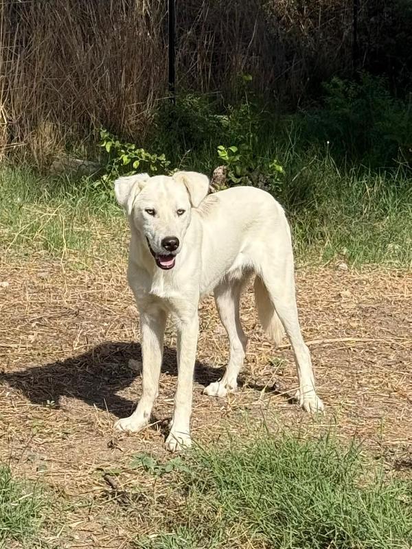 Guè 🐕🏩 Foto 3