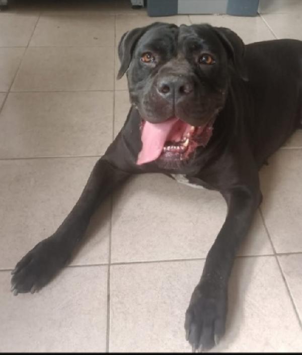 Vasco Corso Nero 4Anni Non Trova Casa.