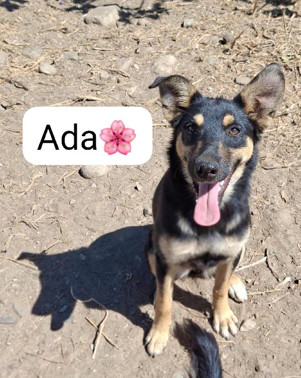 Ada💘🐕