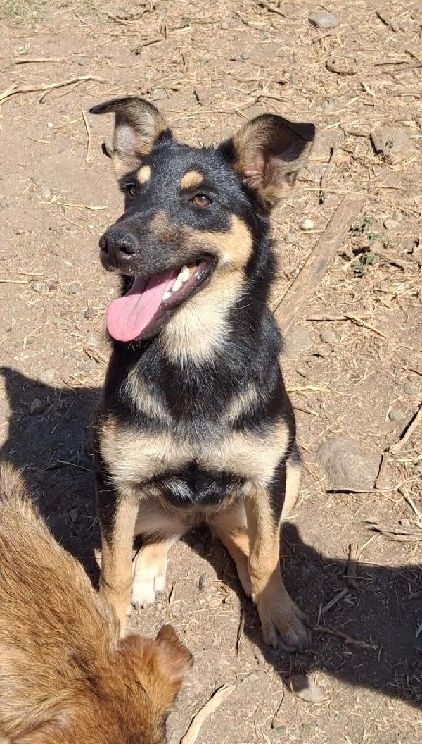 Ada💘🐕 Foto 2