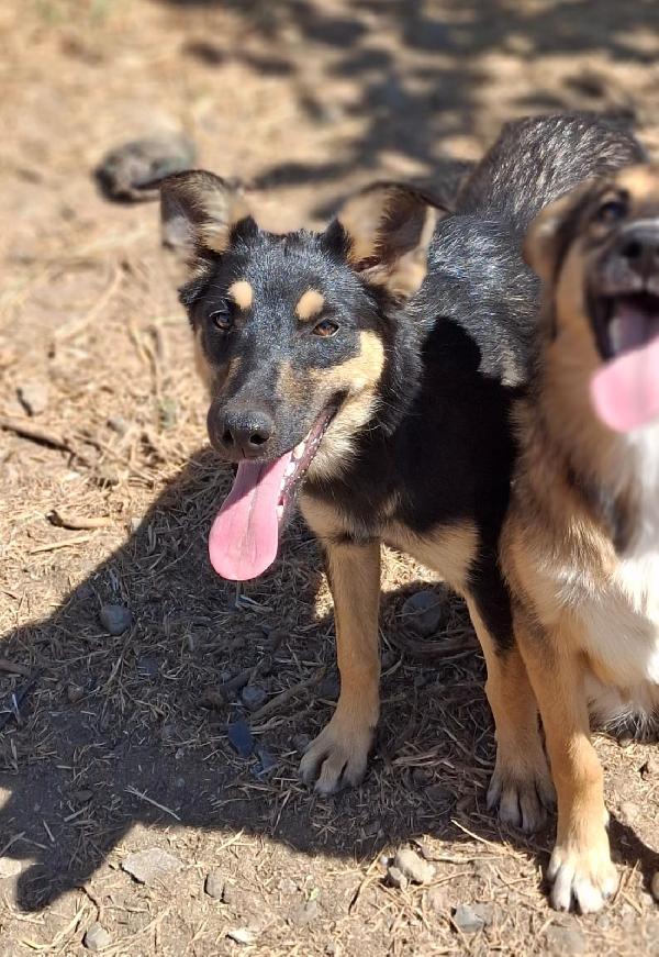 Ada💘🐕 Foto 3