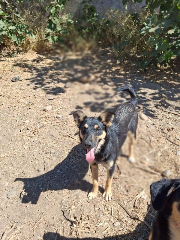Ada💘🐕 Foto 4