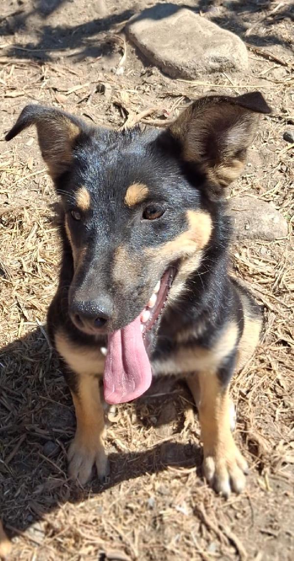 Ada💘🐕 Foto 5