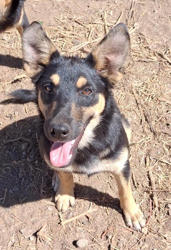 Ada💘🐕 Foto 8