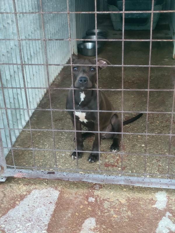 Pollon Meravigliosa Cucciola Mix Pitbull Cerca Famiglia 