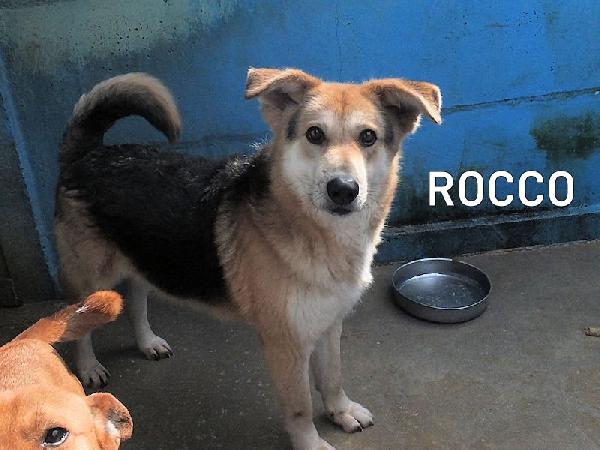 Rocco buono e simpatico Foto 4