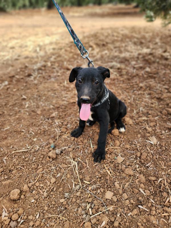 Fiona Mix Molossina 4Mesi E Fratellini Cosenza