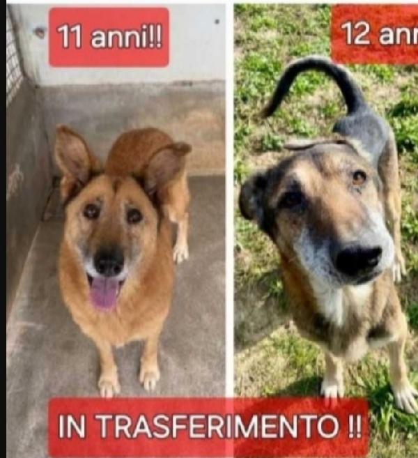 2Anzianetti Mix Pastorini In Trasferimento 