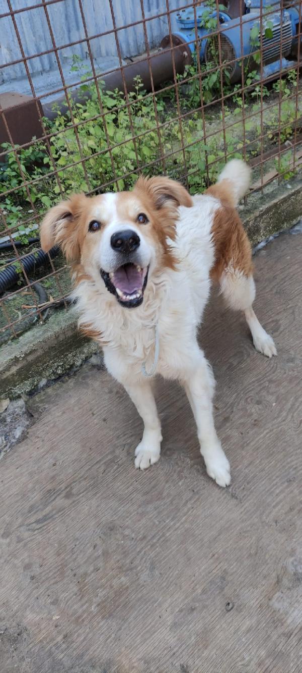 Leo cerca casa  Foto 4