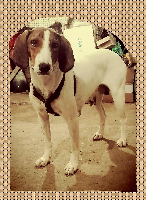 Bella Segugia Maremmana 4 Anni