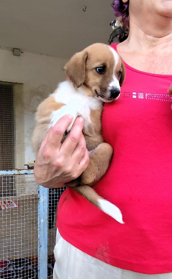 Spettacolari Cuccioli Di 2 Mesi E Mezzo