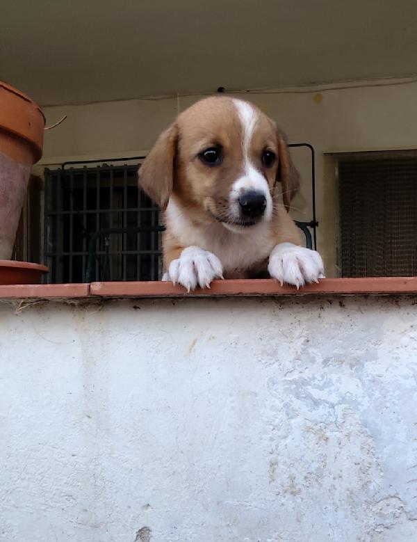 spettacolari cuccioli di 2 mesi e mezzo Foto 2