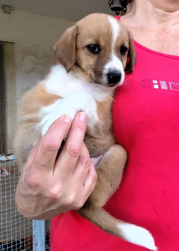 spettacolari cuccioli di 2 mesi e mezzo Foto 3