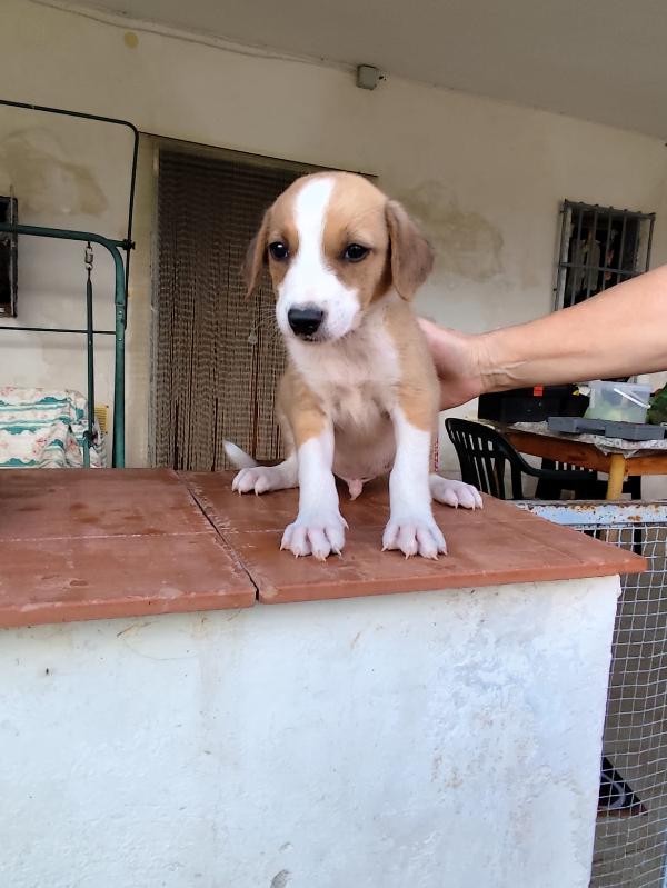 spettacolari cuccioli di 2 mesi e mezzo Foto 4