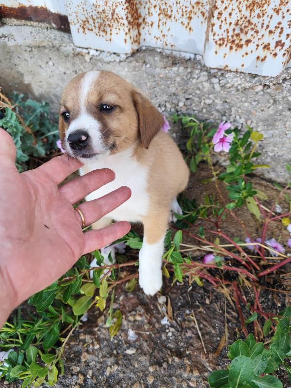 spettacolari cuccioli di 2 mesi e mezzo Foto 5