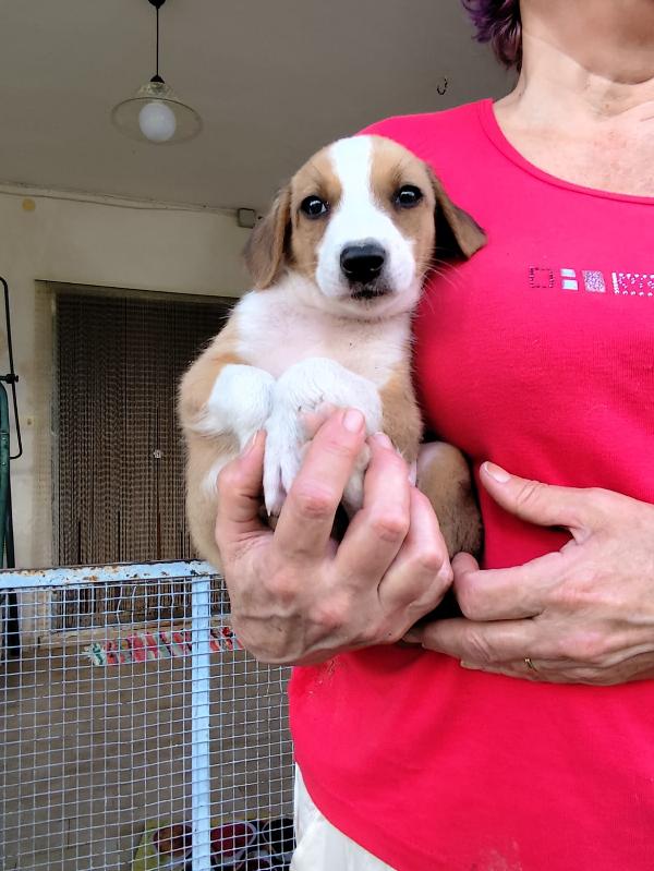 spettacolari cuccioli di 2 mesi e mezzo Foto 6