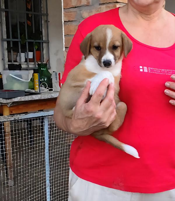 spettacolari cuccioli di 2 mesi e mezzo Foto 7