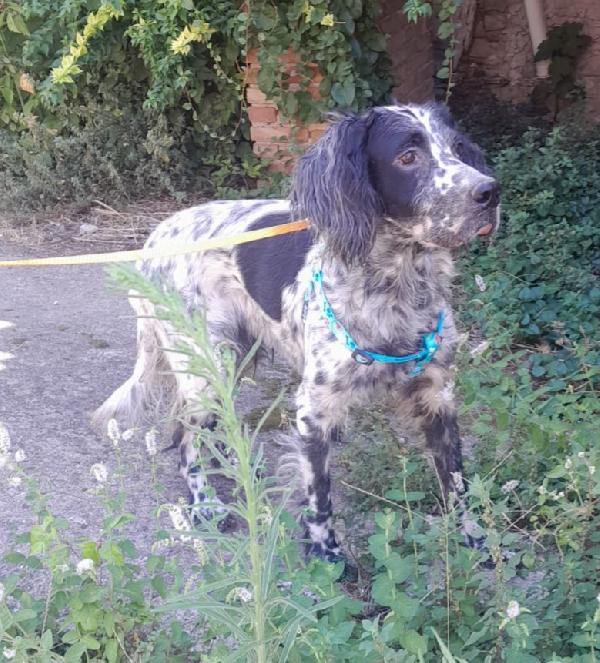 SETTERINA PERLA  Foto 4