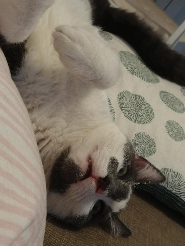 Bilbo dolcissimo