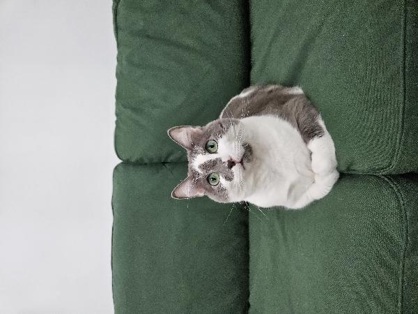 Bilbo dolcissimo micione