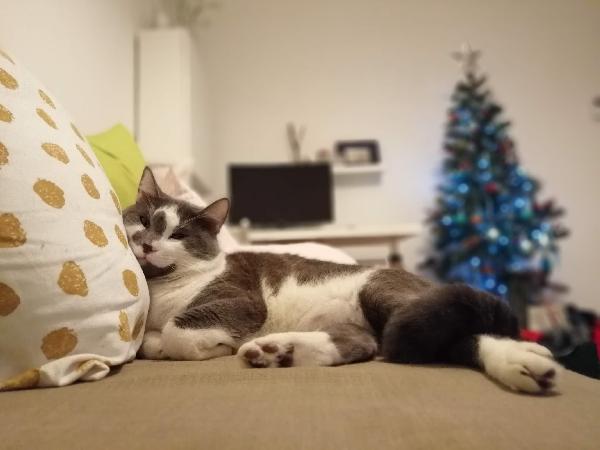 Bilbo dolcissimo micione