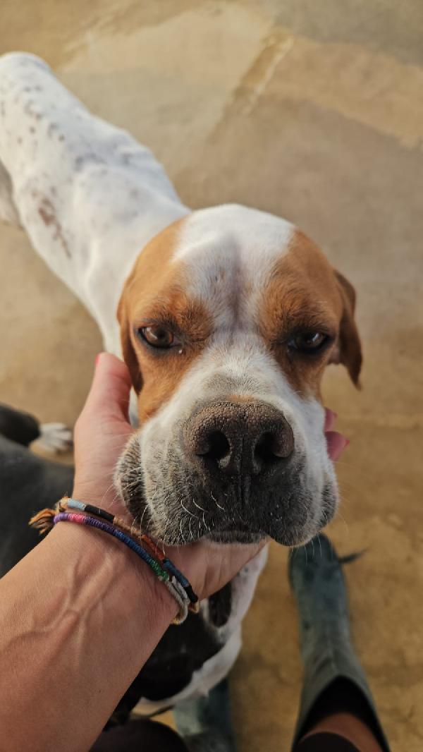Mais Splendido Giovane Pointer Cerca Famiglia Foto 7