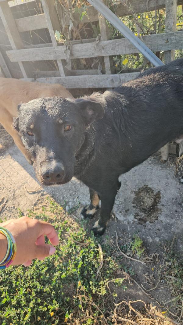 Carlo Bisognoso Giovanotto Cerca Casa  Foto 5