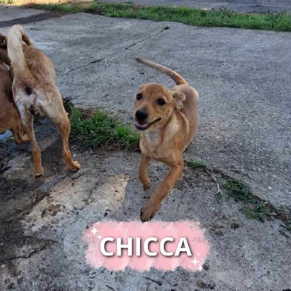 🌺Chicca🌺 Taglia Piccola Cerca Casa🌺