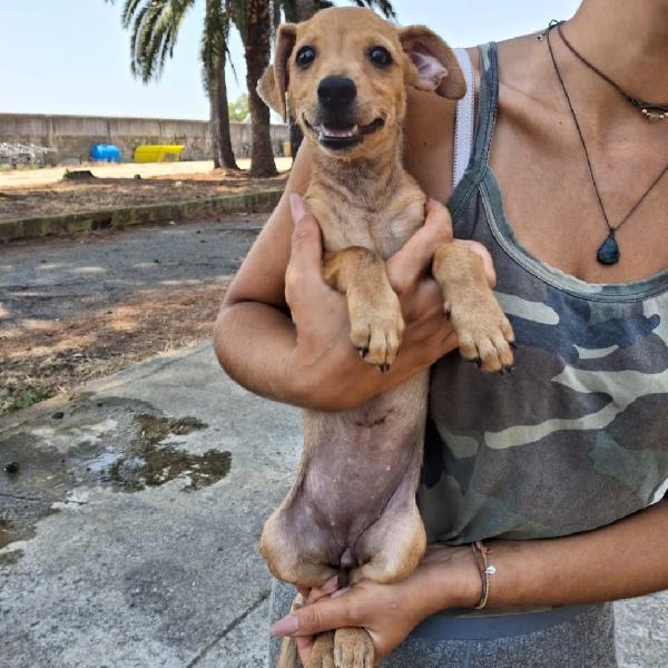 🌺CHICCA🌺 taglia piccola cerca casa🌺 Foto 2