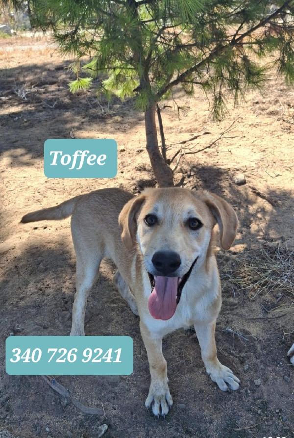 😍Toffee😍 Dolce E Simpatico Cerca Una Famiglia 